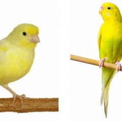 Τα πτηνά συντροφιάς (Μέρος 1ο): Γενικές πληροφορίες & στοιχεία παθολογίας